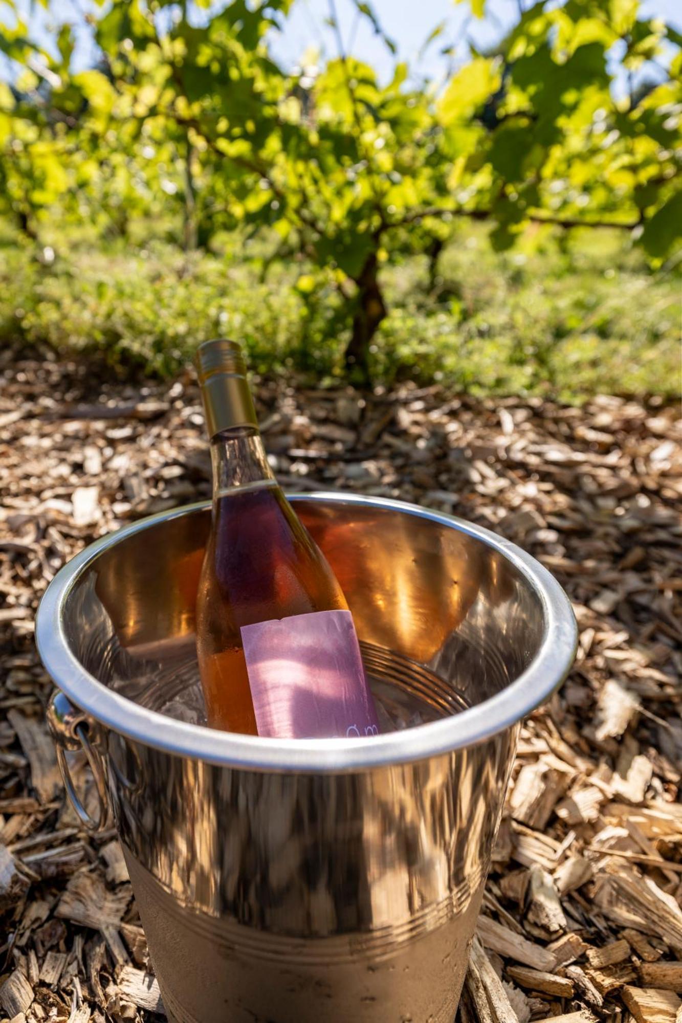 Holmegaard Vin Og Glamping Ξενοδοχείο Dannemare Εξωτερικό φωτογραφία